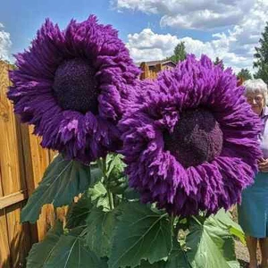 20x Award winning Rare Purple Enchanting Giant Teddy Bear Sunflower Seeds - Picture 1 of 1