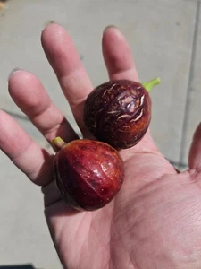 The Lebanese Red Fig - 2 Cuttings + WILLOW WATER FOR ROOTING - Picture 1 of 4