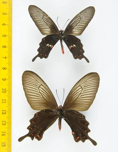BUTTERFLY - Pachliopta aristolochiae asteris (Pair, Aberration) - MALAYSIA- 5151 - Picture 1 of 2
