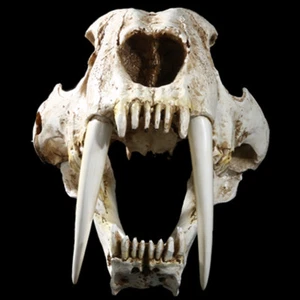 Cráneo de tigre dientes de sable 13" Smilodón modelo animal utilería decoración regalo de coleccionista - Imagen 1 de 6