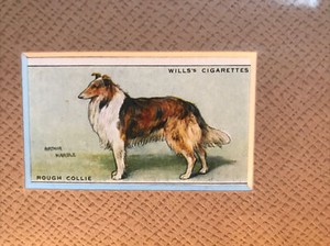 Matted Rough Collie 1937 SERIES OF DOGS WILLS’s CIGARETTE CARD