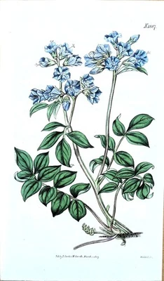 Antiker Botanischer Druck JAKOBSLEITER BALDRIAN Original Curtis Gravur 1817 - Bild 1 von 2