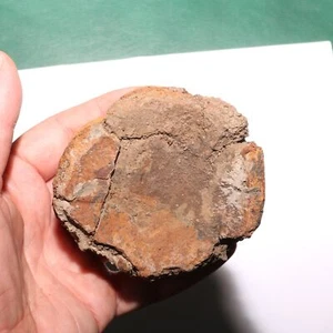 Triceratopo vertebra dinosauro osso fossile - formazione Hell Creek Cretaceo - Foto 1 di 10