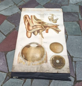 1918 A. J. Nystrom Co. American Frohse Anatomical Chart Human Ear & Eye Science - Picture 1 of 20