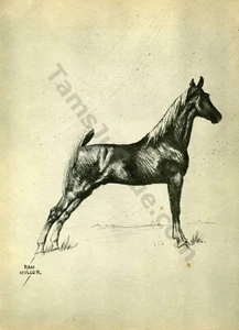 Arte de caballo 1936 de Dan Muller - Caballo de silla perfecta - Página de libro arte litográfico (1514) - Imagen 1 de 1