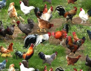 Elizabeth's Studio ~ Realistic CHICKENS Hens Roosters ~ Cotton Quilt Fabric BTY - Picture 1 of 1