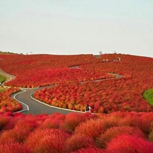 KOCHIA SCOPARIA ROSSA Tricophylla "Falsche Zypresse", 50 Samen + GESCHENK - Bild 1 von 1