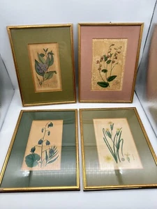 4 antike botanische Kupferstiche 1798–1827 gerahmt – Sowerby & Ridgway - Bild 1 von 11