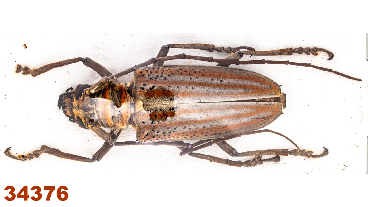 Cerambycidae Beetle for sale | eBay