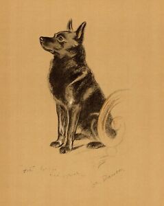 1940 Antique Schipperke Dog Print Lucy Dawson Schipperke Art Illustration 3840s