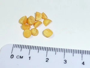 1:12 Scale 15 Roast Potatoes Doll house Miniatures, Garden , Kitchen - Picture 1 of 1
