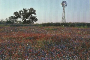 Postal TX Texas Wildflowers Mason County Bluebonnets Foto: Gary Regner COMO NUEVA - Imagen 1 de 1