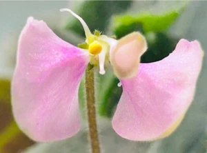 African Violet Wesley's Dancing Grandma Moths. Large plant. Unusual blooms. - Picture 1 of 6
