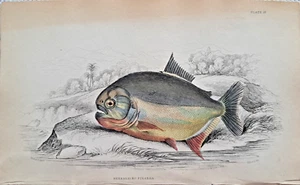 Serassalmo Piraña Grabado en Acero Coloreado a Mano 1843 Lizars Fishes of Guyana - Imagen 1 de 3