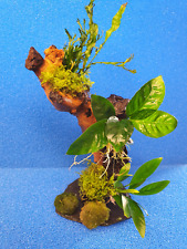 Garnelenbäumchen 30-35 cm Mangrove (Mopani) Tropica Wasserpflanzen +2 Mooskugeln