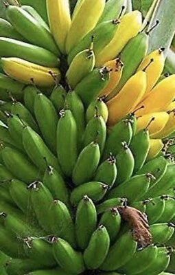 Musa - 2 Dwarf Cavendish - 4” Banana Trees ORGANIC - Image 1 of 2