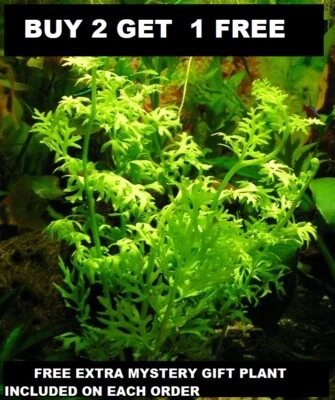 Water Sprite Ceratopteris Siliquosa  Live Aquarium Plants BUY2GET1FREE  - Image 1 of 4