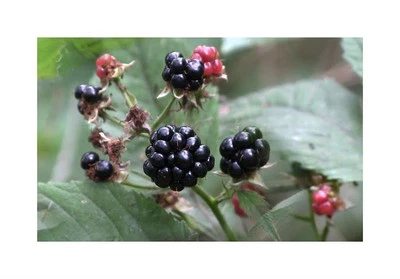 5x Rubus fruticosus Hull Brombeere stachellos Obst Pflanzen - Samen B2253 - Bild 1 von 4