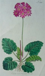 c1798 PRIMULA CORTUSOIDES PL399 Curtis's Botanical Print by Syd Edwards - Picture 1 of 5