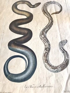Hand colored Engraving Snakes 1771 by Johann Christoph Keller Paul Kuffner - Picture 1 of 4