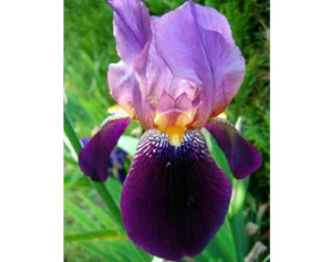5 x Double Purple Bearded Iris - Rhizome - Picture 1 of 3