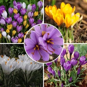 NEW! Crocus Mixed Colours Saffron Garden Flowers Bulbs Flowering Spring Plants - Picture 1 of 13