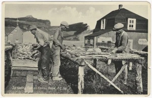 Nueva postal de pesca canadiense secado de pescado Brunswick Canadá - pescadores - Imagen 1 de 2