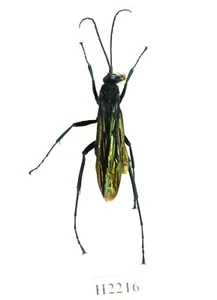 KÄFER, INSEKT - H2216. Hymenoptera - VIETNAM - Bild 1 von 4