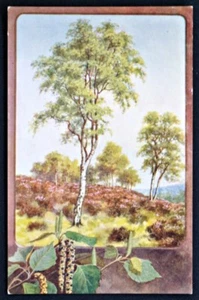 Postal de abedul plateado PC Sevenoaks salmón sin usar circa 1920 - Imagen 1 de 1