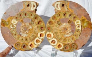 Ridged D-Shaped Perisphinctes Fossil Ammonite Pair Crystal XXL 7.7" 195mm 1455bb - Picture 1 of 1