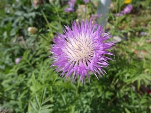 Flockenblume, Ableger, Insektenweide, Staude, winterhart - Bild 1 von 3