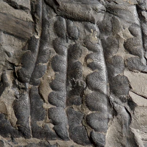 Rare big 3D preserved Carboniferous plant fossil seed fern Palaeoweichselia - Picture 1 of 14