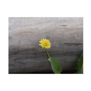 Yellow Flower Backdrops Decor Photography Background Wall Art Props 5x3ft