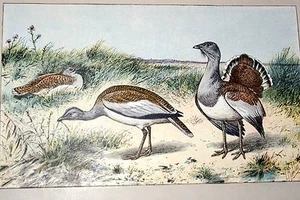 LA GRANDE OUTARDE MAHLER AQUARELLE MANUFRANCE 1907 - Picture 1 of 1