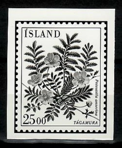 Ensayo fotográfico, flor Islandia Sc587, Potentilla anserium. Foto 1 de 1