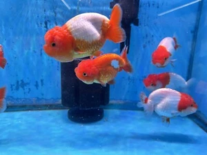 Lionchu 3-3.5" 1pc FREE TWO-DAY SHIPPING - Picture 1 of 6