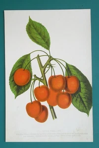 ROTE KIRSCHEN Louis Phillipe Sorte für Gärtner - 1890 FARBLITHOGRAPHIE DRUCK - Bild 1 von 1