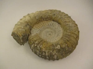 Extra Large Natural Ammonite Fossil 16.6 LB 10.5" Stone Specimen Spiral - Picture 1 of 9