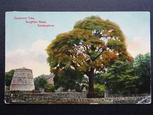 Edinburgh CORSTORPHINE Saughton Road SYCAMORE TREE c1914 Postcard by Dey - Picture 1 of 2