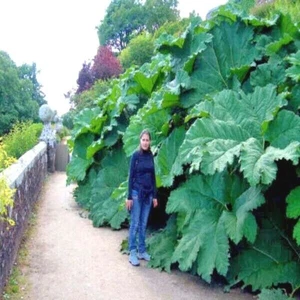 GUNNERA MANICATA SEEDS "Dinosaur Food" Giant Hardy Exotic Flower Plant RARE! - Picture 1 of 12