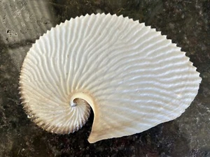 CEPHALOPODA ARGONAUTA ARGO SEASHELL GEM - 164.5 mm - Picture 1 of 4