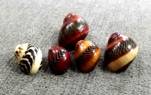 Nerita vittina waigiensis 11 -17 mm F+++/GEM " 5 pcs color variant collectible - Picture 1 of 9