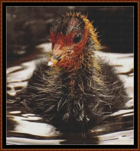 BABY BIRDS - COOT ~ patrón de punto de cruz (punto cruz cruz punto kreuzstich) - Imagen 1 de 5