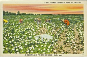 South Hill VA Cotton Pickers at Work 1948