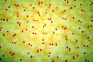 BRIGHT RED PAWS ON YELLOW FLANNEL BY CHERI STROLE FOR SSI - 100% COTTON FABRIC - Picture 1 of 3