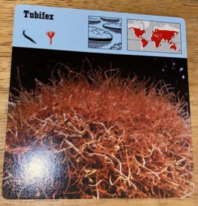 Tarjeta Animal Vintage 1976 - Tubifex - Impresa en Japón - Imagen 1 de 4