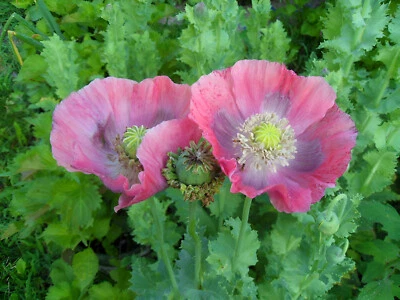 1,000 Hens & Chicks P. Somniferum Poppy Seeds - Gigantic Pink&Purple Blooms - Image 1 of 4