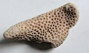 MAGNIFICO FOSIL DE CORAL DEL MAR ROJO (Israel, Egipto, Jordania) 2-6 grs - Imagen 1 de 6