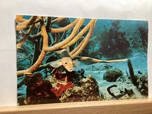 Rock Hind, Staghorn Coral scena subacquea: Isole Vergini - Cartolina d'epoca - Foto 1 di 3