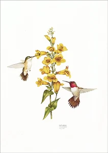 Cecil Eakins Humming Birds Signed/Numbered Art Print 12 1/2 x 18 Nature - Picture 1 of 3